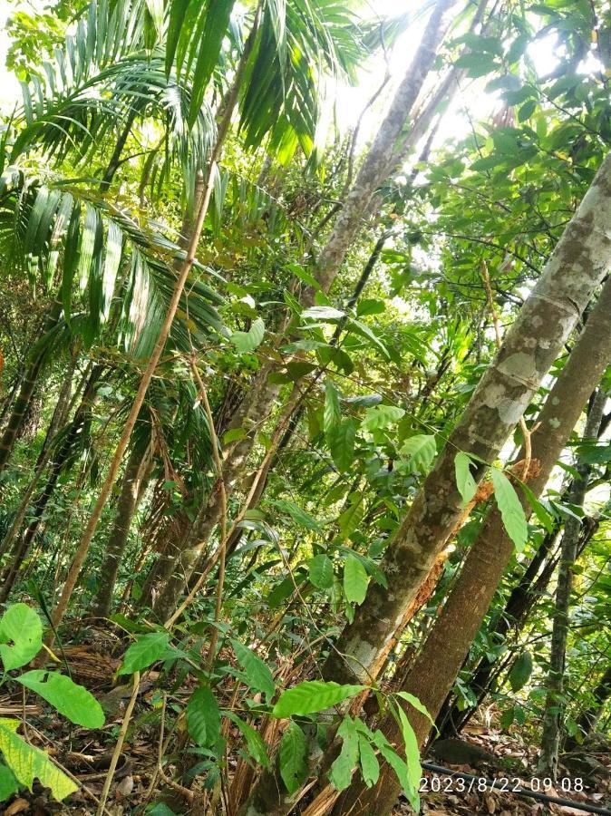 Spiritual Nature Farm - Sri Lanka Matale Εξωτερικό φωτογραφία